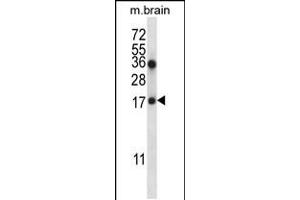 Western blot analysis in mouse brain tissue lysates (35ug/lane). (COPZ1 抗体  (N-Term))