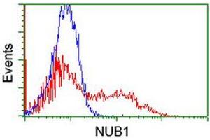 Image no. 4 for anti-Negative Regulator of Ubiquitin-Like Proteins 1 (NUB1) (AA 1-326) antibody (ABIN1490744) (NUB1 抗体  (AA 1-326))