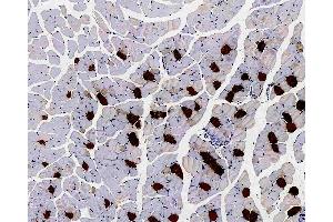 Immunohistochemistry analysis of paraffin-embedded Mouse muscle using MYL2 Polyclonal Antibody at dilution of 1:300.