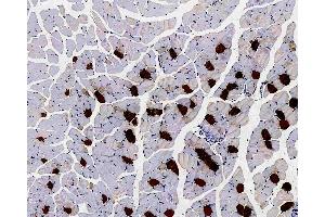 Immunohistochemistry analysis of paraffin-embedded Mouse muscle using MYL2 Polyclonal Antibody at dilution of 1:300. (MYL2 抗体)