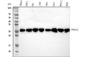 Western blot analysis of 14-3-3 zeta/delta using anti-14-3-3 zeta/delta antibody (ABIN5693157). (14-3-3 zeta 抗体)