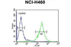 C2orf51 Antibody (Center) flow cytometric analysis of NCI-H460 cells (right histogram) compared to a negative control cell (left histogram). (TEX37 抗体  (Middle Region))