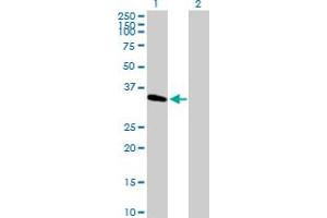 Western Blot analysis of METTL2B expression in transfected 293T cell line by METTL2B MaxPab polyclonal antibody. (METTL2B 抗体  (AA 1-313))