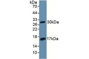 Detection of Recombinant CD55, Rat using Polyclonal Antibody to Cluster Of Differentiation 55 (CD55) (CD55 抗体  (AA 254-372))