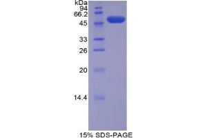 SDS-PAGE analysis of Mouse FATP5 Protein. (SLC27A5 蛋白)