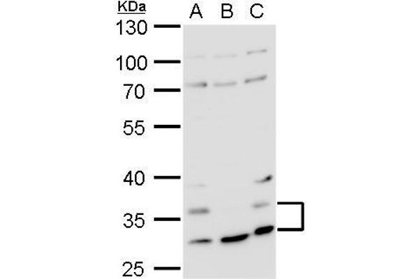 HRH4 抗体  (N-Term)