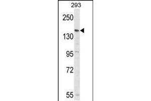 Western blot analysis of PCDH17 Antibody in 293 cell line lysates (35ug/lane) (PCDH17 抗体  (C-Term))