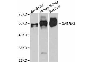 Western blot analysis of extracts of various cell lines, using GABRA3 antibody (ABIN5997770) at 1:3000 dilution. (GABRA3 抗体)