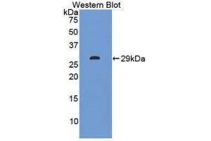 Western Blotting (WB) image for anti-Intelectin 1 (Galactofuranose Binding) (ITLN1) (AA 31-253) antibody (ABIN1859515) (ITLN1/Omentin 抗体  (AA 31-253))