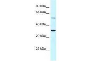 Image no. 1 for anti-Basic Helix-Loop-Helix Family, Member E41 (BHLHE41) (N-Term) antibody (ABIN6747727) (BHLHE41 抗体  (N-Term))