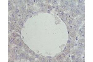 Mouse liver was stained by Pre-immuno Serum (negative control) (NR1H4 抗体  (AA 446-476))