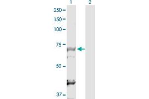 Western Blot analysis of DBF4 expression in transfected 293T cell line by DBF4 MaxPab polyclonal antibody. (DBF4 抗体  (AA 1-674))