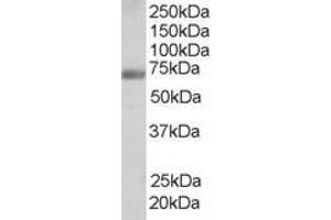 ABIN185286 staining (0. (FNBP1 抗体  (Internal Region))