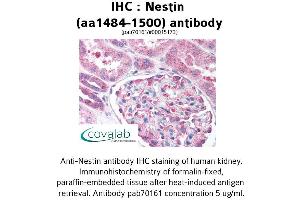 Image no. 2 for anti-Nestin (NES) (AA 1484-1500) antibody (ABIN1737269) (Nestin 抗体  (AA 1484-1500))