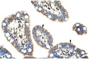 Immunohistochemical staining (Formalin-fixed paraffin-embedded sections) of human intestine with DMTF1 polyclonal antibody  at 4-8 ug/mL working concentration. (DMP1 抗体  (C-Term))