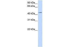 Western Blotting (WB) image for anti-Sulfotransferase Family, Cytosolic, 2B, Member 1 (SULT2B1) (Middle Region) antibody (ABIN2783445)