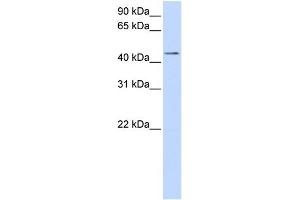 WB Suggested Anti-SULT2B1 Antibody Titration:  0. (SULT2B1 抗体  (Middle Region))