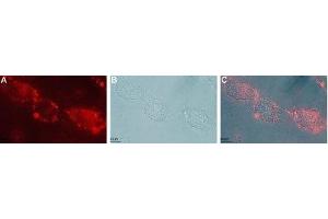 Expression of GFRA1 in live intact rat C6 glioma cells - Cell surface detection of GFRA1 in live intact rat C6 glioma cells with Anti-GFR alpha 1 (extracellular) Antibody (ABIN7043211, ABIN7044777 and ABIN7044778), (1:50), followed by goat-anti-rabbit-DyLight-594 secondary antibody (red) (A). (GFRA1 抗体  (Extracellular))