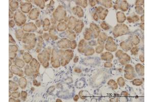 Immunoperoxidase of monoclonal antibody to SRGAP1 on formalin-fixed paraffin-embedded human salivary gland. (SRGAP1 抗体  (AA 952-1050))