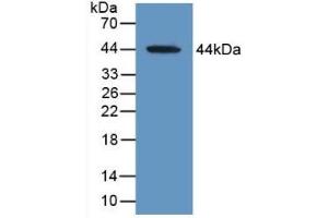 Detection of Recombinant MAG, Human using Polyclonal Antibody to Myelin Associated Glycoprotein (MAG) (MAG 抗体  (AA 133-237))