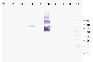 Western blot using  affinity purified anti-Ankrd26 antibody shows detection of a band at ~81 kDa corresponding to mouse Ankrd26 protein.