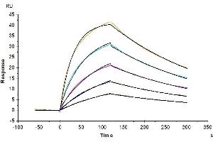 Surface Plasmon Resonance (SPR) image for Interleukin 4 (IL4) (AA 25-153) protein (His tag) (ABIN7274948)