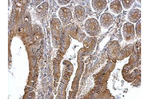 IHC-P Image TPK1 antibody detects TPK1 protein at cytosol on mouse intestine by immunohistochemical analysis. (TPK1 抗体)