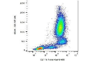 Surface staining of human peripheral blood with anti-CD11b (ICRF44) Alexa Fluor® 488. (CD11b 抗体  (PE))