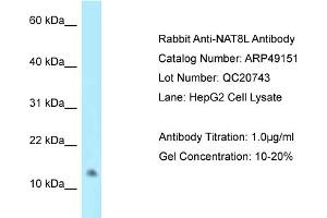 WB Suggested Anti-NAT8L Antibody   Titration: 1. (NAT8L 抗体  (C-Term))