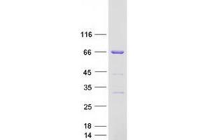 Western Blotting (WB) image for Cleavage Stimulation Factor, 3' Pre-RNA, Subunit 2, 64kDa (CSTF2) protein (Myc-DYKDDDDK Tag) (ABIN2712589)