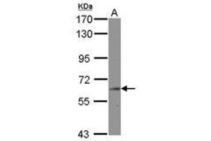 Image no. 1 for anti-Bridging Integrator 2 (BIN2) (AA 1-239) antibody (ABIN1496921) (BIN2 抗体  (AA 1-239))