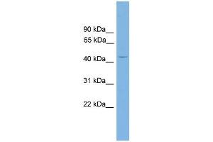 WB Suggested Anti-Alx4 Antibody Titration:  0. (ALX4 抗体  (Middle Region))