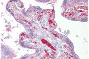 Anti-SLC26A4 antibody IHC staining of human placenta. (SLC26A4 抗体  (Internal Region))