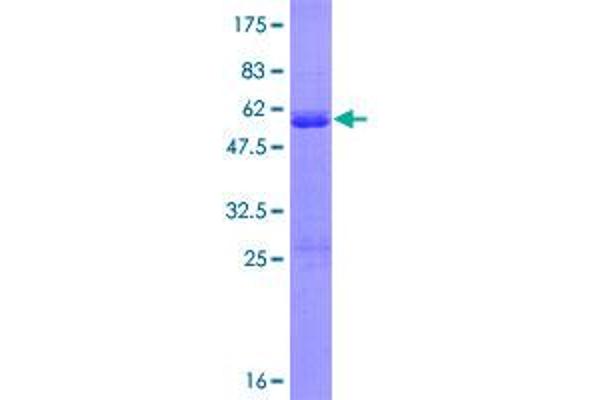 DDIT3 Protein (AA 1-169) (GST tag)