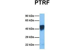 Host:  Rabbit  Target Name:  PTRF  Sample Tissue:  Mouse Lung  Antibody Dilution:  1. (PTRF 抗体  (Middle Region))