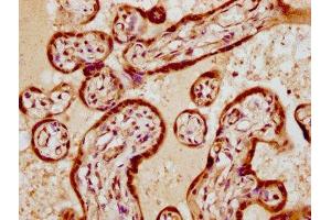IHC image of ABIN7172411 diluted at 1:300 and staining in paraffin-embedded human placenta tissue performed on a Leica BondTM system. (VGLL1 抗体  (AA 139-250))