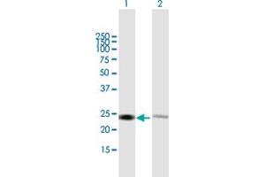 Western Blot analysis of RPL14 expression in transfected 293T cell line by RPL14 MaxPab polyclonal antibody. (RPL14 抗体  (AA 1-220))