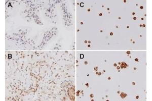 Immunohistochemistry analysis using Rabbit Anti-TLR4 Polyclonal Antibody (ABIN361724). (TLR4 抗体  (AA 420-435))
