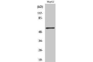 Western Blotting (WB) image for anti-TH (pSer71) antibody (ABIN3180445) (TH 抗体  (pSer71))