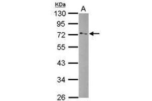 Image no. 1 for anti-Glycerol Phosphate Dehydrogenase 2, Mitochondrial (GPD2) (AA 74-306) antibody (ABIN1498502) (GPD2 抗体  (AA 74-306))