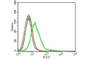 RSC96 cells probed with Rabbit Anti-Parkin/PARK2 Polyclonal Antibody. (Parkin 抗体  (AA 361-465))