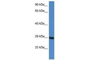 Western Blot showing Prrg3 antibody used at a concentration of 1. (PRRG3 抗体  (N-Term))