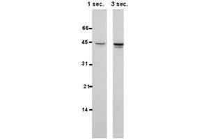 Western blot of HSPBP1 polyclonal antibody  in 15 ug/protein from MCF-7 cells per lane and probed with 1 : 1000 dilution of th affinity purified antibody. (HSPBP1 抗体  (AA 84-359))