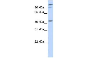 AFG3L2 antibody used at 1 ug/ml to detect target protein. (AFG3L2 抗体)