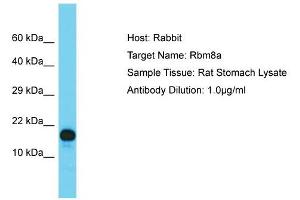 Host: Rabbit  Target Name: Rbm8a  Sample Tissue: Rat Stomach lysates  Antibody Dilution: 1. (RBM8A 抗体  (N-Term))