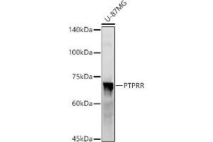 Western blot analysis of extracts of U-87MG cells, using PTPRR antibody (ABIN7269711) at 1:1000 dilution. (PTPRR 抗体)