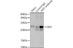 Immunoprecipitation analysis of 600 μg extracts of Rat testis cells using 3 μg HES1 antibody (ABIN7267624). (HES1 抗体)