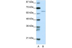 RFX5 antibody (20R-1188) used at 0. (RFX5 抗体  (N-Term))