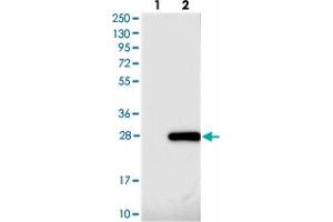 Western blot analysis of Lane 1: Negative control (vector only transfected HEK293T lysate), Lane 2: Over-expression Lysate (Co-expressed with a C-terminal myc-DDK tag (~3. (FAM96A 抗体)