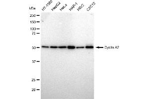 Western blotting analysis using Cyclin A2 antibody (ABIN7798186). (Recombinant Cyclin A 抗体)